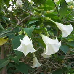 Plant in a Box Engelstrompete - Brugmansia 3er Mischung Höhe 25-40cm