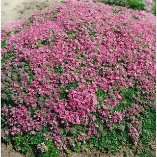 Pflanzen Für Dich Thymus praecox 'Minor' Teppich-Thymian, aromatisch, ca. 9x9 cm Topf
