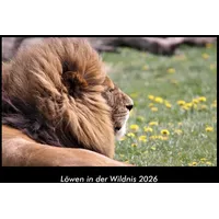 Vero Kalender Löwen in der Wildnis 2026 Fotokalender DIN