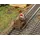 FALLER Draisine 180926 H0