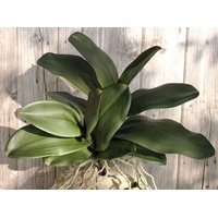 artplants.de Dekoblätter Phalaenopsis Orchidee Arlette, Luftwurzeln, 45cm - Orchidee Kunstpflanze - Orchidee Kunststoff