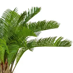 CREATIV green künstliche Pflanze Cycaspalme, ca 60cm, grün, im Kunststofftopf 15x13cm, mit Erde