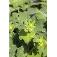 Pflanzen Für Dich Alchemilla mollis 'Thriller', Frauenmantel, ca. 9x9