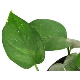 Dehner Efeutute, Epipremnum aureum, Hydrokultur, Grün, Gelb