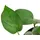 Dehner Efeutute, Epipremnum aureum, Hydrokultur, Grün, Gelb