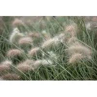 Pflanzen Für Dich Pennisetum villosum, Lampenputzergras, flauschig, ca. 9x9