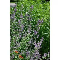 Pflanzen Für Dich Nepeta grandiflora 'Zinser's Giant', Katzenminze, ca.