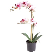Nova-Nature künstliche Orchidee Bora (Orchideen Pflanze/Phalaenopsis) im schwarzen Kunststofftopf mit Rispen, Blättern und Luftwurzeln real Touch (Creme-pink, ca. 50 cm / 2 Rispen)