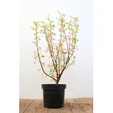 PlantaPro Ribes sanguineum 'King Edward VII' 40-60 cm – Winterhart, Mehrjährig, Pflegeleicht – Blutjohannisbeere – Heckenpflanze für Garten & Sichtschutz