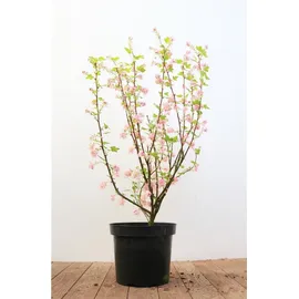 PlantaPro Ribes sanguineum 'King Edward VII' 40-60 cm – Winterhart, Mehrjährig, Pflegeleicht – Blutjohannisbeere – Heckenpflanze für Garten & Sichtschutz
