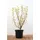 PlantaPro Ribes sanguineum 'King Edward VII' 40-60 cm – Winterhart, Mehrjährig, Pflegeleicht – Blutjohannisbeere – Heckenpflanze für Garten & Sichtschutz