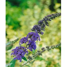 Pflanzen Für Dich Buddleja Davidii Schmetterlingsstrauch 'Ellen's Blue' 40-60 cm