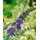 Pflanzen Für Dich Buddleja Davidii Schmetterlingsstrauch 'Ellen's Blue' 40-60 cm