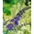 Pflanzen Für Dich Buddleja Davidii Schmetterlingsstrauch 'Ellen's Blue' 40-60 cm