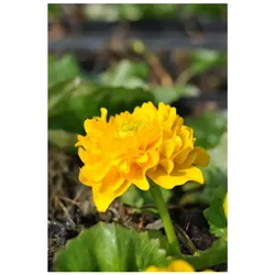 Caltha palustris 'Multiplex', Sumpfdotterblume, gefüllt, ca. 9x9 cm Topf