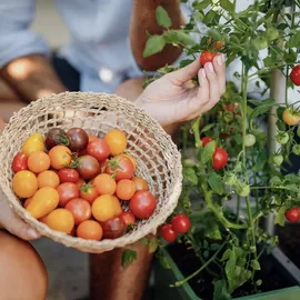 Gusta Garden Tom Tomato Pflanztopf 28 x 35 cm Blau