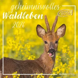 Geheimnisvolles Waldleben - Kalender 2026