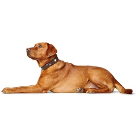 Hunter Halsband Swiss 55 braun Leder Medium Hund Standardkragen
