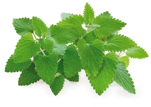Click and Grow Smart Garden Refill 3-pack - Catnip