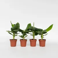 Plant in a Box - Musa 'Oriental Dwarf' Höhe