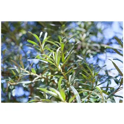 Hippophae rhamnoides 'Pollmix', Sanddorn, Bestäuber, 60–100 cm