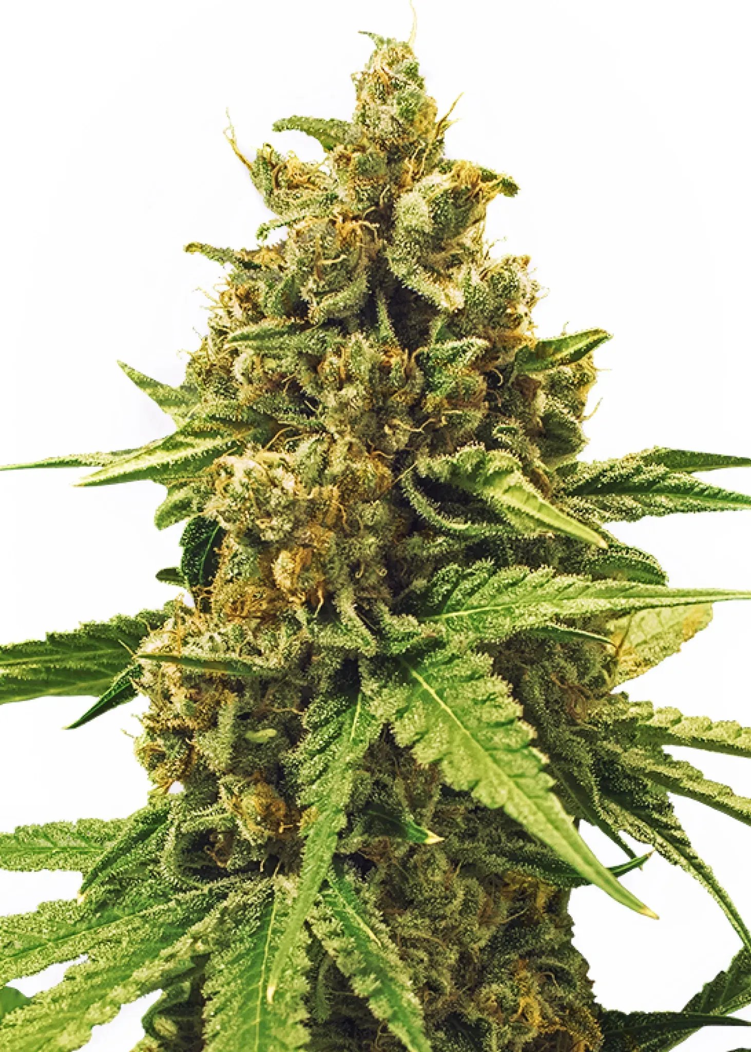 Royal Queen Seeds Apple Fritter 1 Samen
