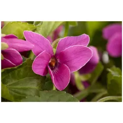 Viola odorata 'Red Charm', Duftveilchen, rot, ca. 9x9 cm Topf