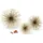 philippi - RICCIO Deko-Sterne - EPL-beschichteter Stahl, Festliche Dekoration, Golden, Handgefertigt, Stachlige Kugel-Optik (Stern S)