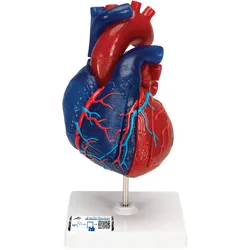 Herzmodell in Lebensgröße, didaktisch gefärbt, 5-teilig - 3B Smart Anatomy
