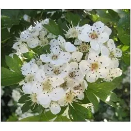 Naturheilmittel Heilsteine Methusalem GmbH Neu-Ulm Weissdorn Kapseln 180 St.