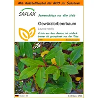 SAFLAX - Gewürzlorbeerbaum - 6 Samen - Mit keimfreiem