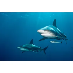 Fototapete PAPERMOON "SCHWARZSPITZEN-HAI-MEER UNTERWASSERWELT FISCHE DELFIN", bunt, B:4,00m L:2,60m, Vlies, Tapeten