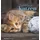 ALPHA EDITION GmbH & Co. KG Alpha Edition - Schmusekatzen 2025 Postkartenkalender, 16x17cm, Kalender mit Postkarten zum Heraustrennen, Monatsübersicht, zum Aufstellen oder Aufhängen und internationales Kalendarium