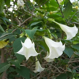 Plant in a Box - Brugmansia - Höhe 25-40cm