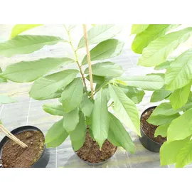 gruenwaren jakubik Indianerbanane 180 cm Asimina triloba Sunflower Papau Pawpaw, winterhart