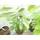 gruenwaren jakubik Indianerbanane 180 cm Asimina triloba Sunflower Papau Pawpaw, winterhart