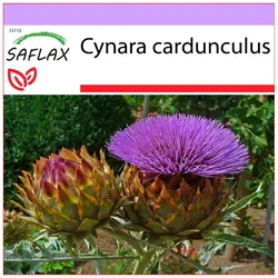 SAFLAX - Cardoon / Spanische Artischocke - 50 Samen - Cynara cardunculus