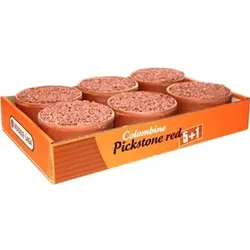 Vers 600g Pickstein Rot 5+1