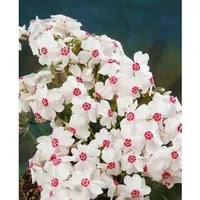 Pflanzen Für Dich Phlox subulata 'Amazing Grace' Teppichphlox, weiß,