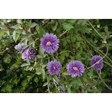 PlantaPro Clematis 'Josephine' 60-100 cm – Winterhart, Mehrjährig – Waldrebe – Kletterpflanze für Pergola & Rankhilfe