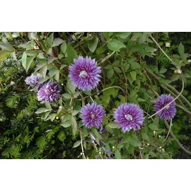 PlantaPro Clematis 'Josephine' 60-100 cm – Winterhart, Mehrjährig – Waldrebe – Kletterpflanze für Pergola & Rankhilfe
