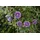 PlantaPro Clematis 'Josephine' 60-100 cm – Winterhart, Mehrjährig – Waldrebe – Kletterpflanze für Pergola & Rankhilfe