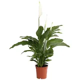 Dehner Air So Pure® Einblatt - Spathipyllum wallisii 'Lauretta', Weiß