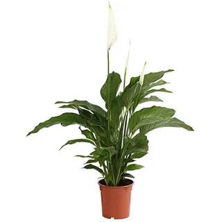 Dehner Air So Pure Einblatt Ø Spathipyllum wallisii Lauretta, Weiß