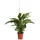 Dehner Air So Pure® Einblatt - Spathipyllum wallisii 'Lauretta', Weiß