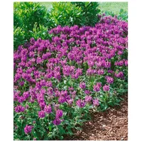 Pflanzen Für Dich Prunella grandiflora 'Pink Loveliness', Großblütige Braunelle,