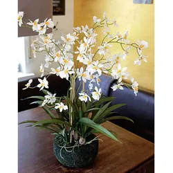 Künstliche Orchidee Oncidium in 'Erde', 2-fach, 66 cm, creme-weiß
