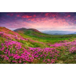 Fototapete PAPERMOON "Rhododendron Blumen", bunt (mehrfarbig), B:5m L:2,8m, Vlies, Tapeten