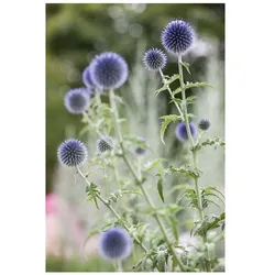 Echinops ritro, Kugeldistel, stahlblau, ca. 9x9 cm Topf