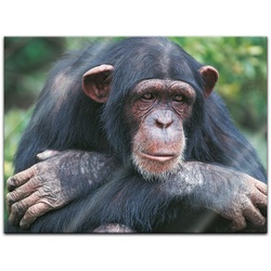 Bilderdepot24 Glasbild, Schimpanse bunt 80 cm x 60 cm